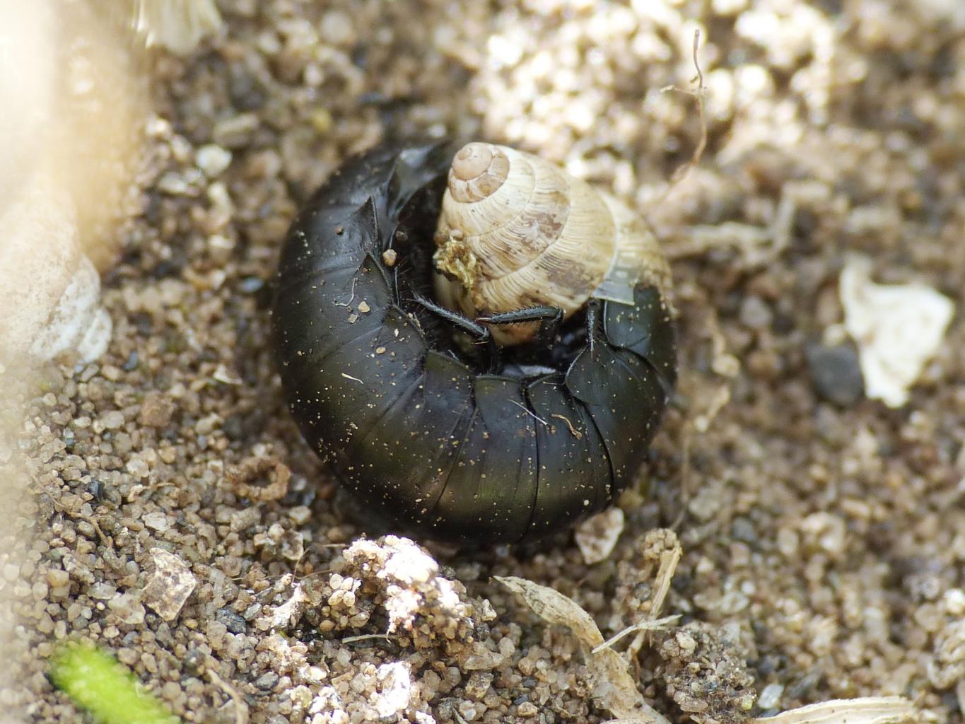 Larva di Silphidae con chiocciola